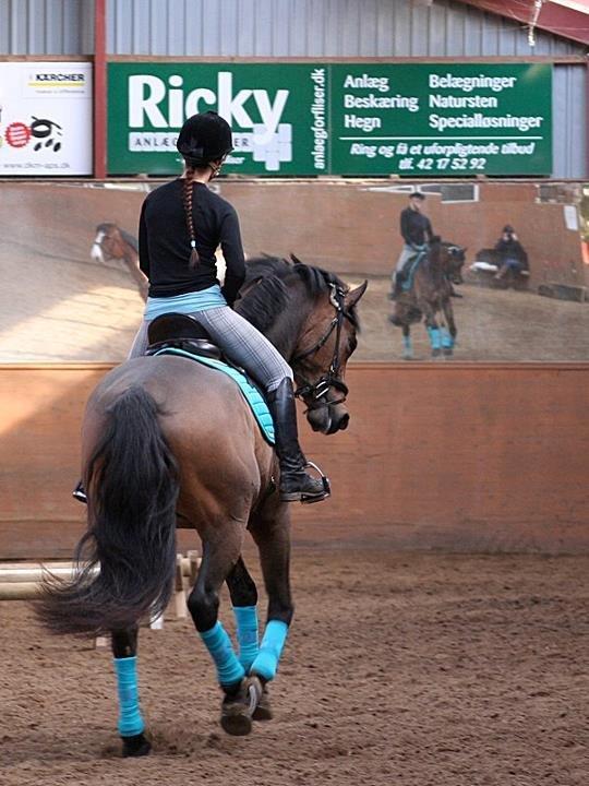 Dansk Varmblod Hønnerups Force - Force og mig, travers billede 16