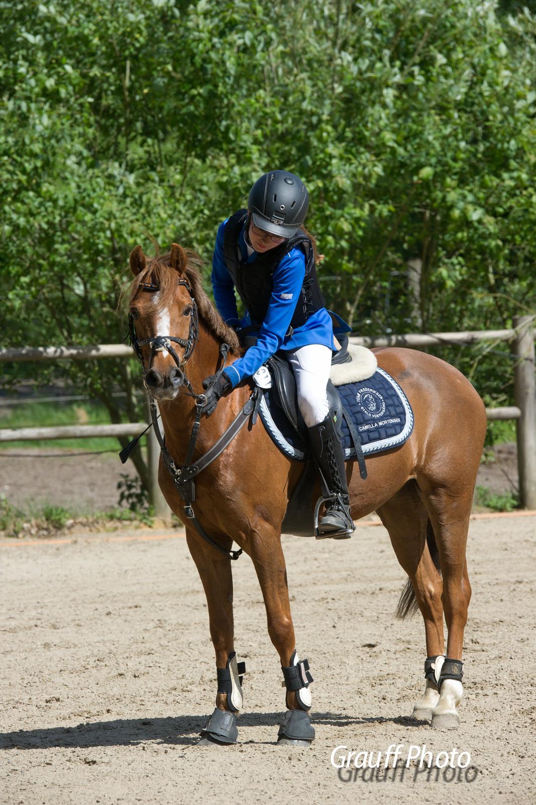 Anden særlig race Bakkegaardens Bailey<3 A-pony - 1. plads i MA landsstævne Herning billede 13