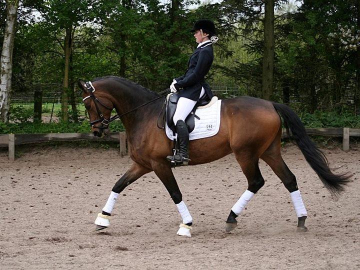 Dansk Varmblod Hønnerups Force - Force og mig til stævne billede 17