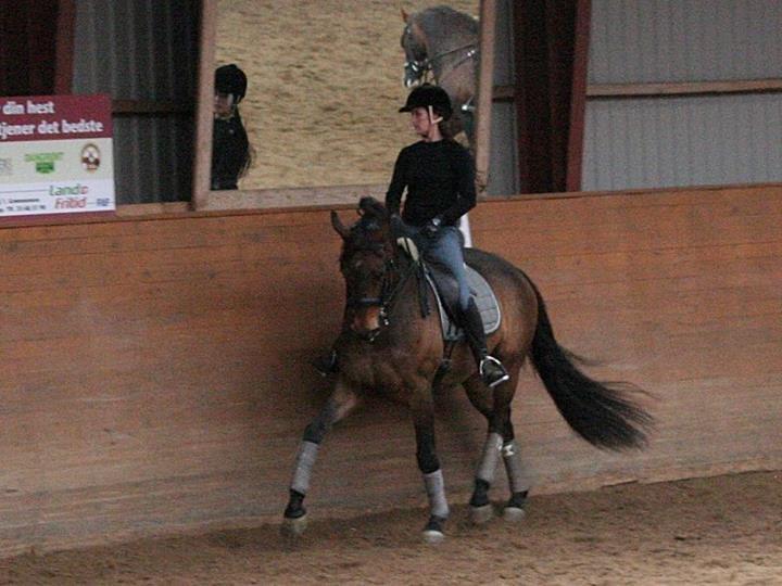Dansk Varmblod Hønnerups Force - Ridetime med Force, sommer 2012 billede 18