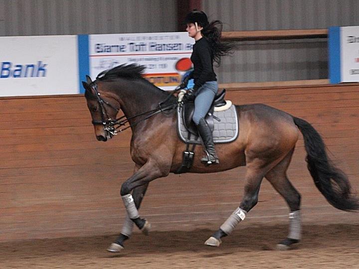 Dansk Varmblod Hønnerups Force - Force og mig, sommer 2012 billede 19