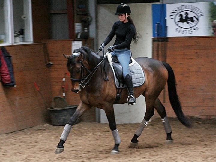 Dansk Varmblod Hønnerups Force - Ridetime Force, sommer 2012 billede 20