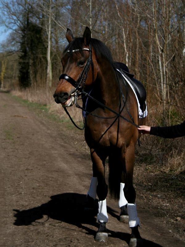 Dansk Varmblod Hønnerups Force - Bøllefrø :) På vej til at række tunge mod fotografen, og lave et lille bukkespring bagefter ;) billede 1