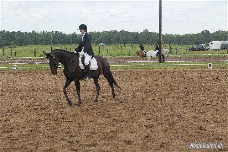 Trakehner Diabell Dihantho, billede 3