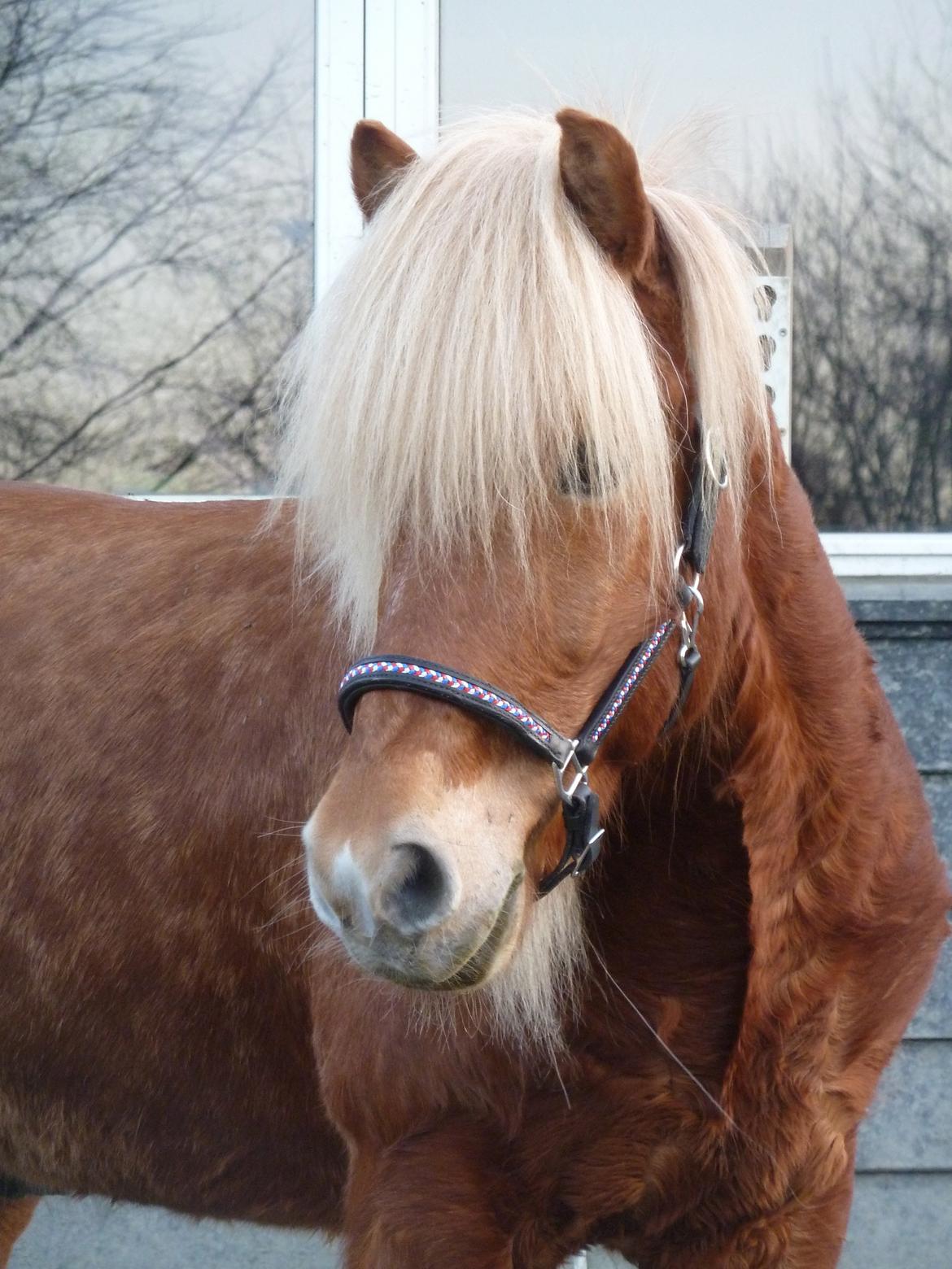 Islænder Ganti fra Glófaxa - Du er den dejligeste på hele jorden skat♥ Et liv uden dig ville ikke være det samme♥ billede 5