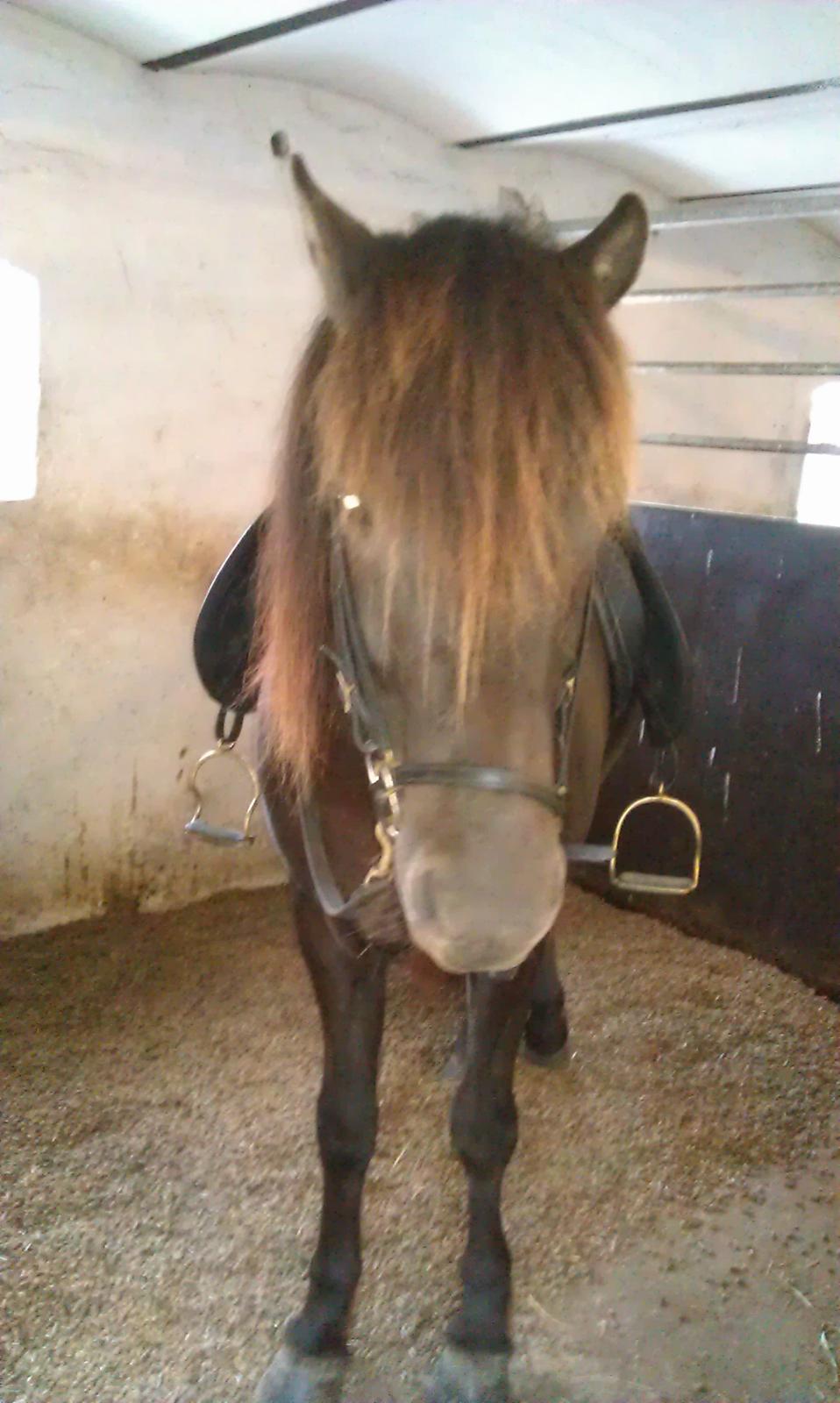 Islænder Nebbi vinkærgård billede 12