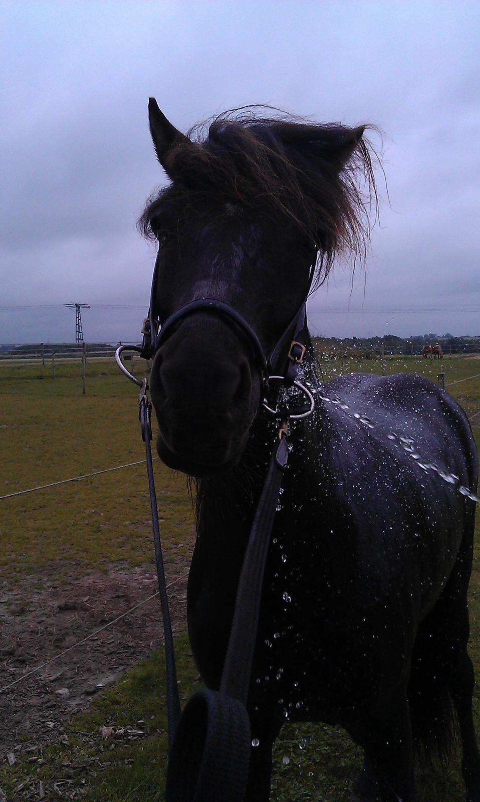 Islænder Nebbi vinkærgård billede 13