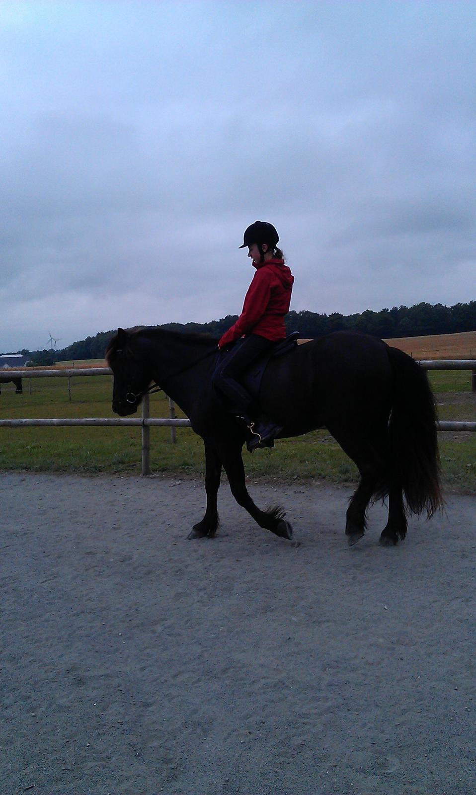 Islænder Nebbi vinkærgård billede 14