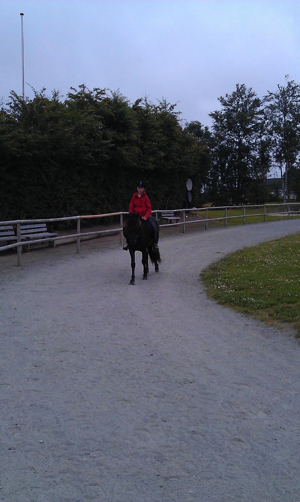 Islænder Nebbi vinkærgård billede 15