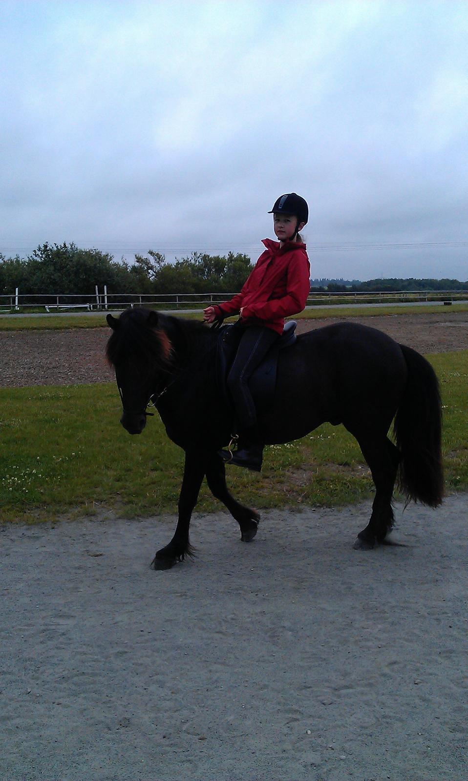 Islænder Nebbi vinkærgård billede 17