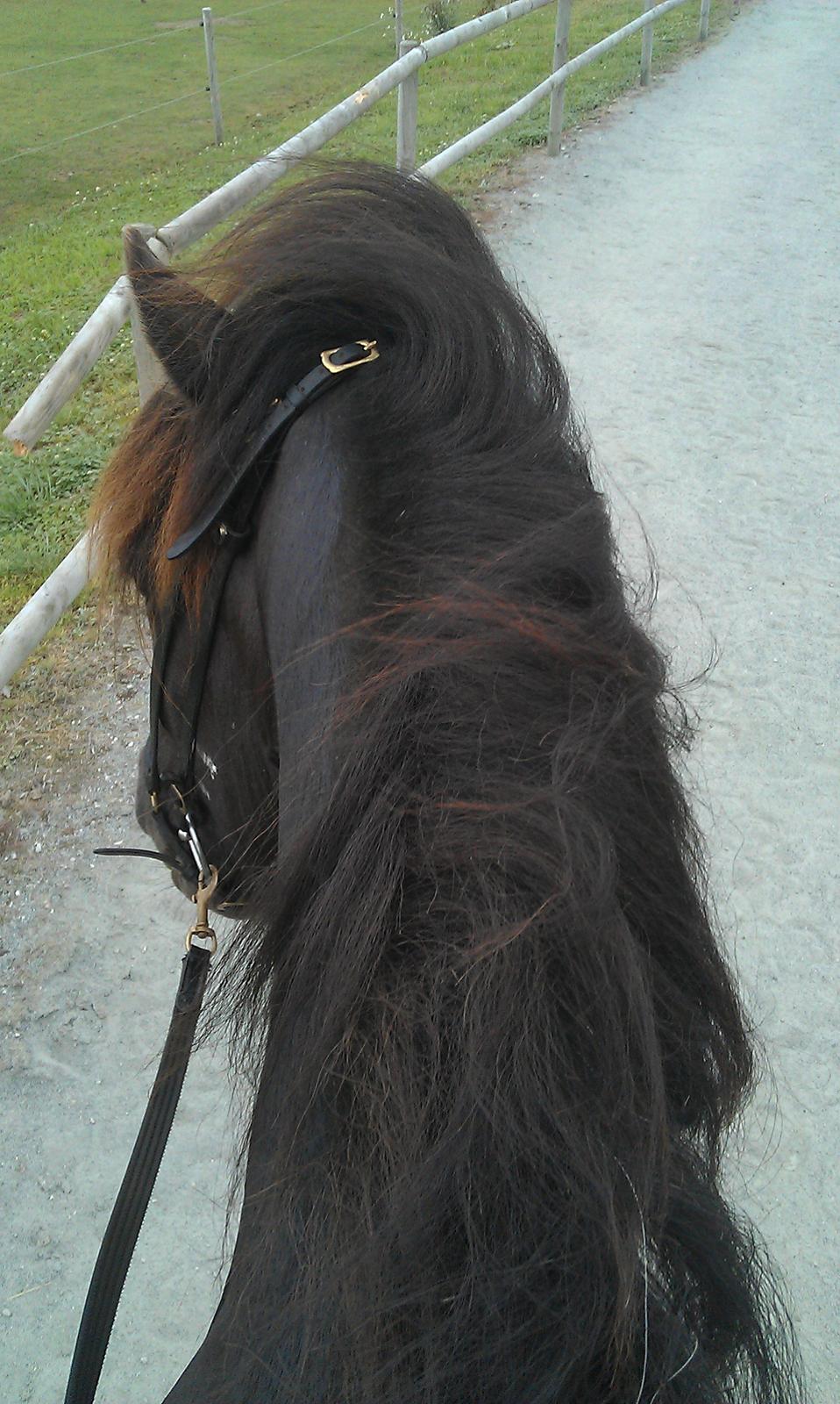 Islænder Nebbi vinkærgård billede 19