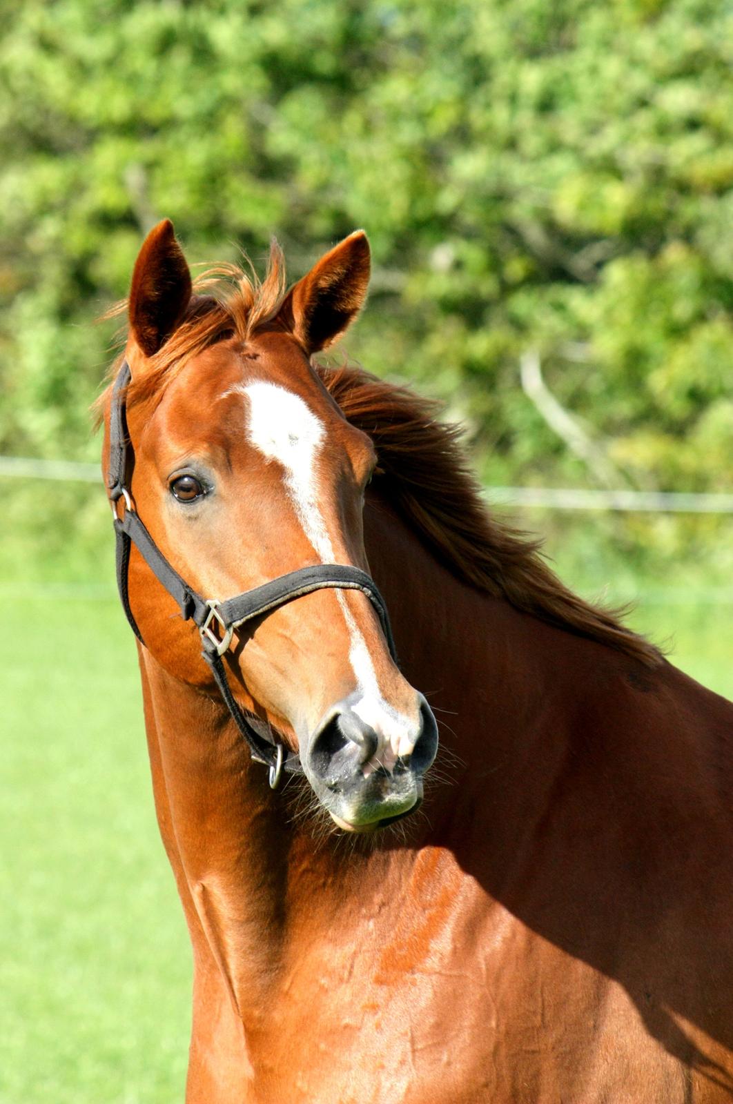 Trakehner Spanggaards Nairobi billede 1