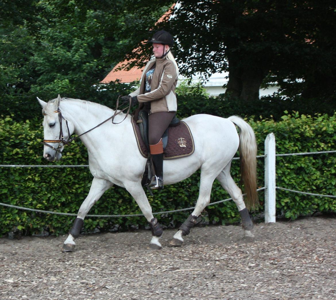 Pinto Marcia (elsket og savnet) billede 19