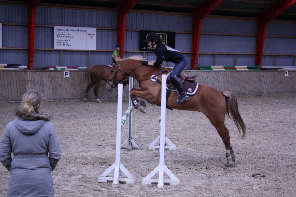 Anden særlig race Diablo (solgt)  - Diablo i super stil over en oxer. billede 2