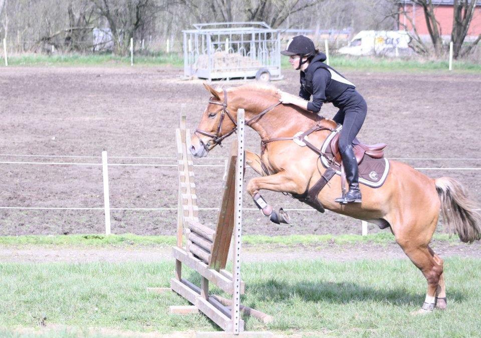 Anden særlig race Diablo (solgt)  - <3 billede 3