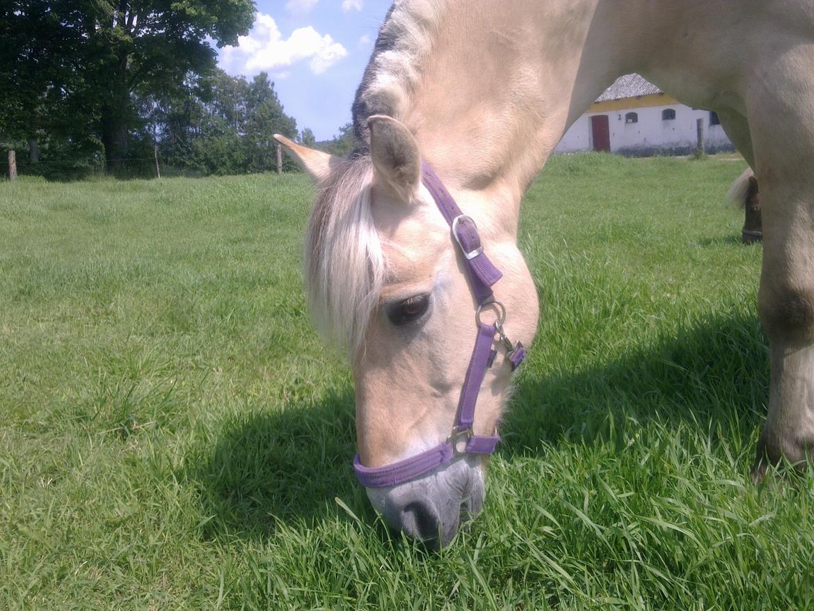 Fjordhest Casper Hedelund billede 14