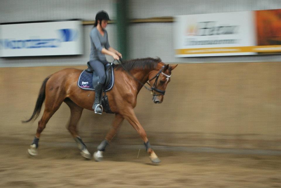 Dansk Varmblod Ça va? - Det røde barn da jeg har haft hende i 1 uge :) billede 2