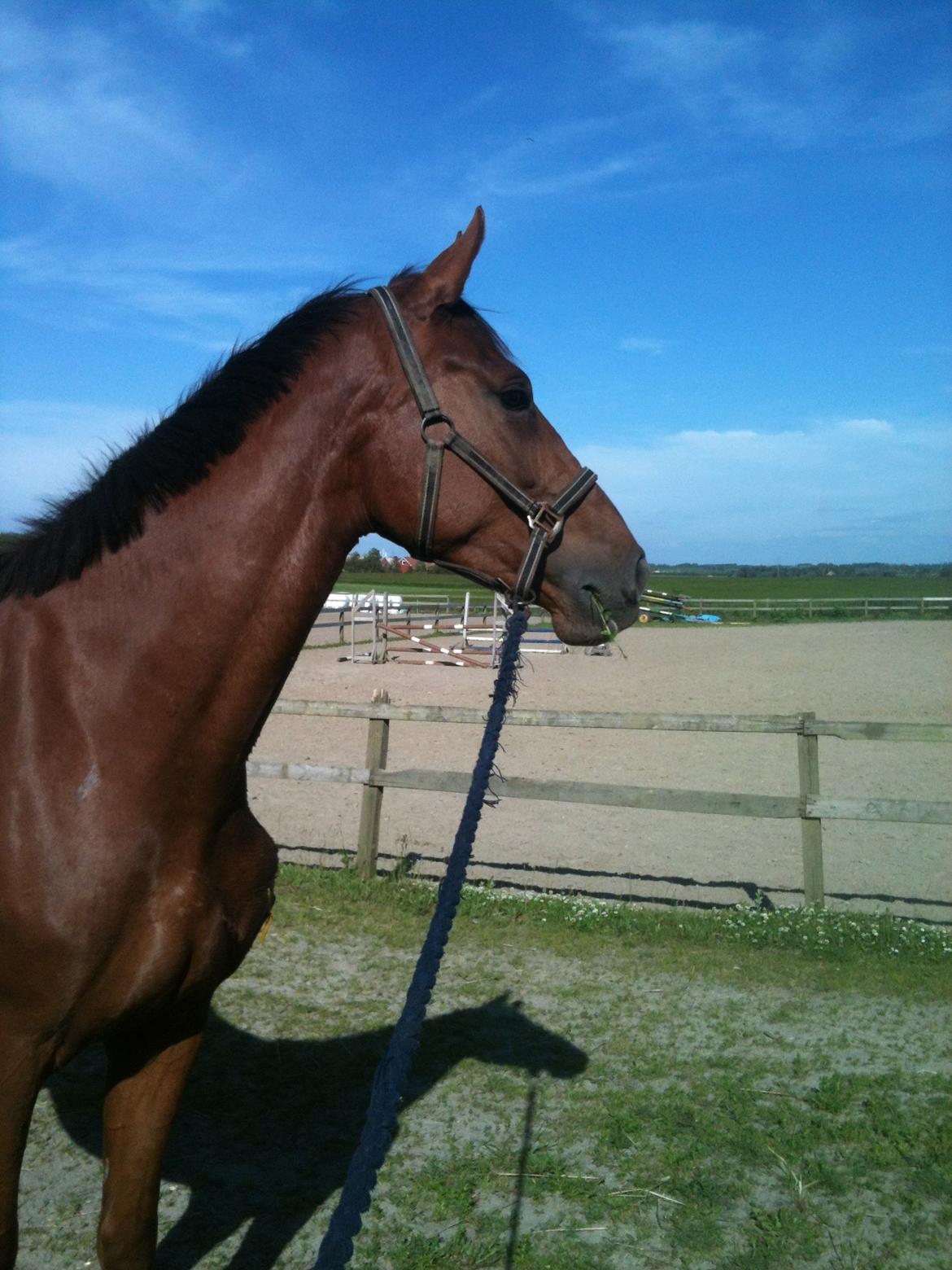 Dansk Varmblod Ça va? - Røde på gåtur under hendes skadespause :) billede 3