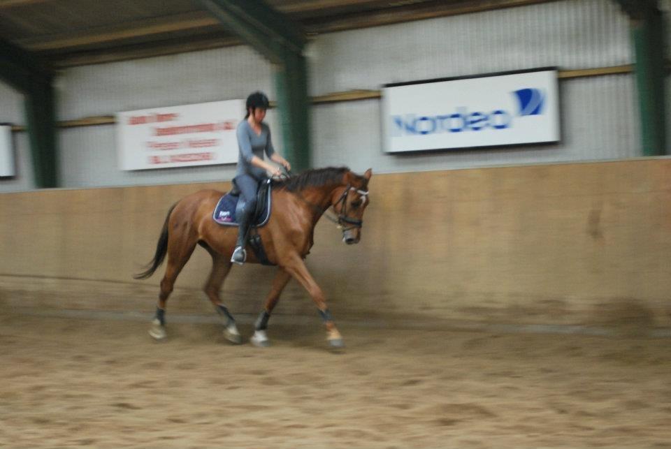 Dansk Varmblod Ça va? - Konditionstræning :) billede 4