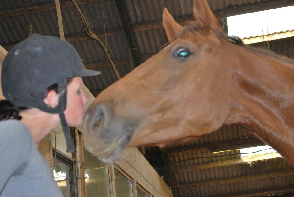 Dansk Varmblod Ça va? - Hestnys :) billede 5