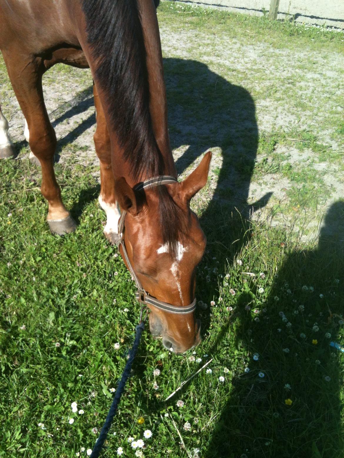 Dansk Varmblod Ça va? - Græsser :) billede 6