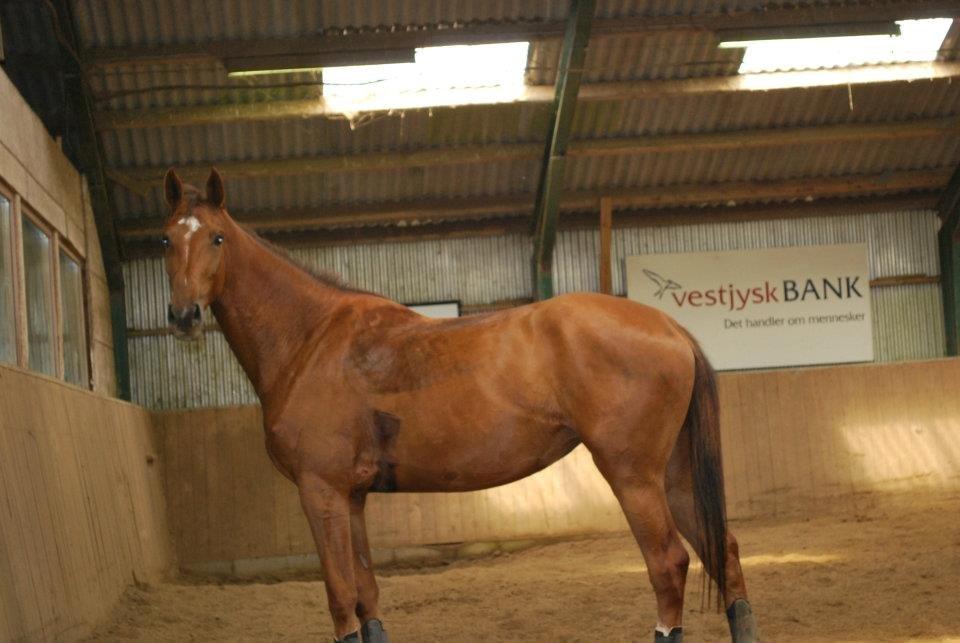 Dansk Varmblod Ça va? - Røde 4 år gammel og redet 1 uge. billede 7