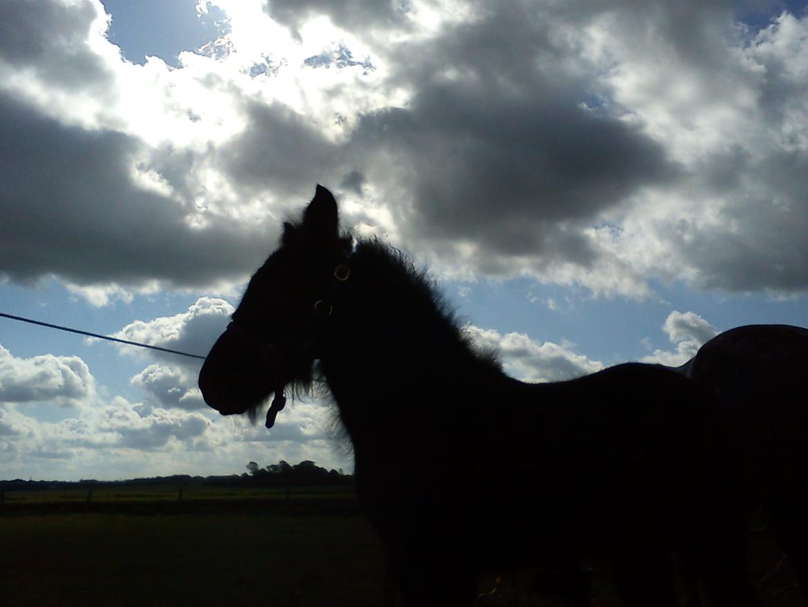 Fell pony Tarpans Fellboy billede 1