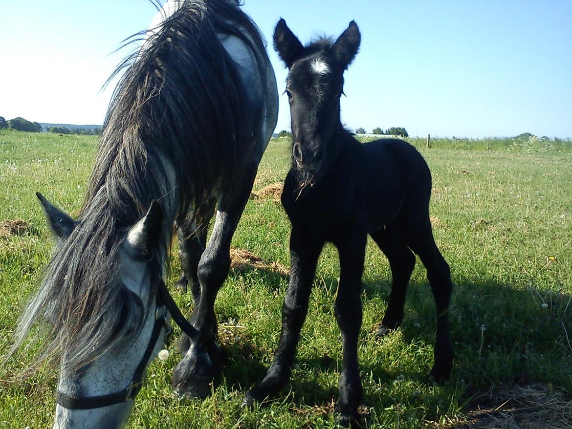 Fell pony Tarpans Fellboy billede 3