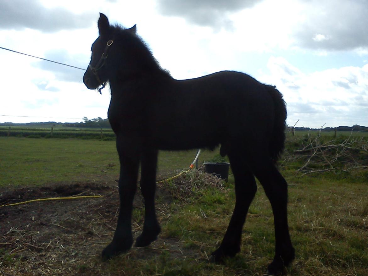 Fell pony Tarpans Fellboy billede 4