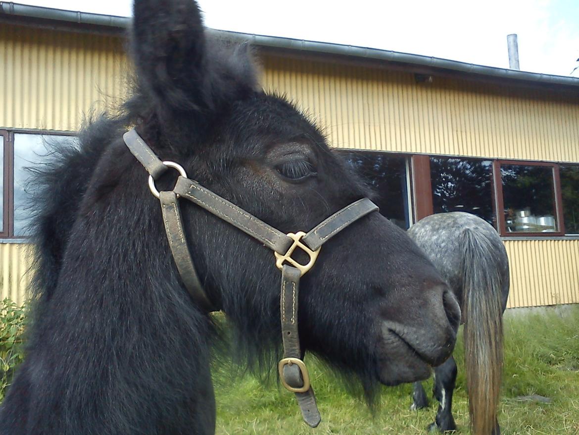 Fell pony Tarpans Fellboy billede 5