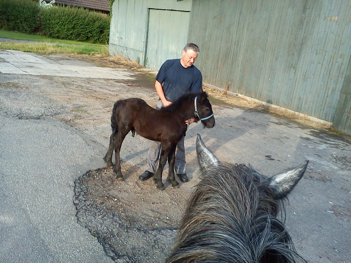 Fell pony Tarpans Fellboy billede 7