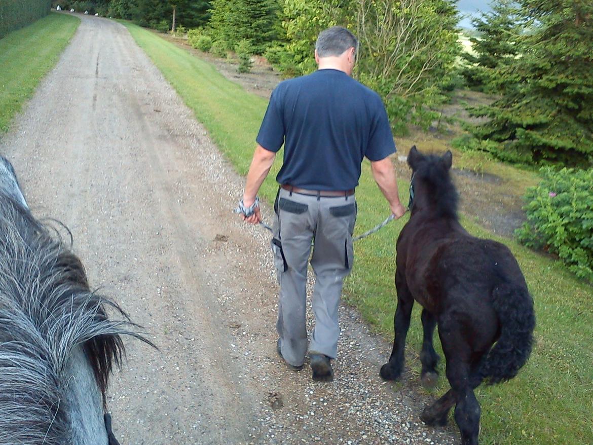 Fell pony Tarpans Fellboy billede 8