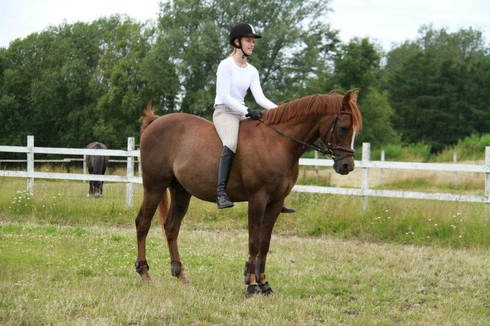 Arabisk fuldblod (OX) Marcon billede 8