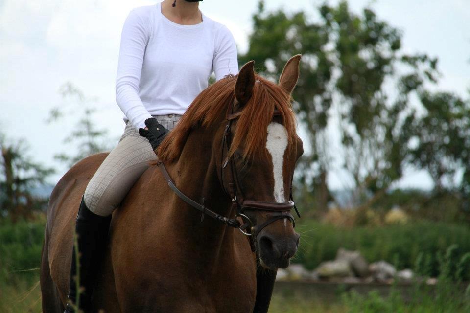 Arabisk fuldblod (OX) Marcon billede 9