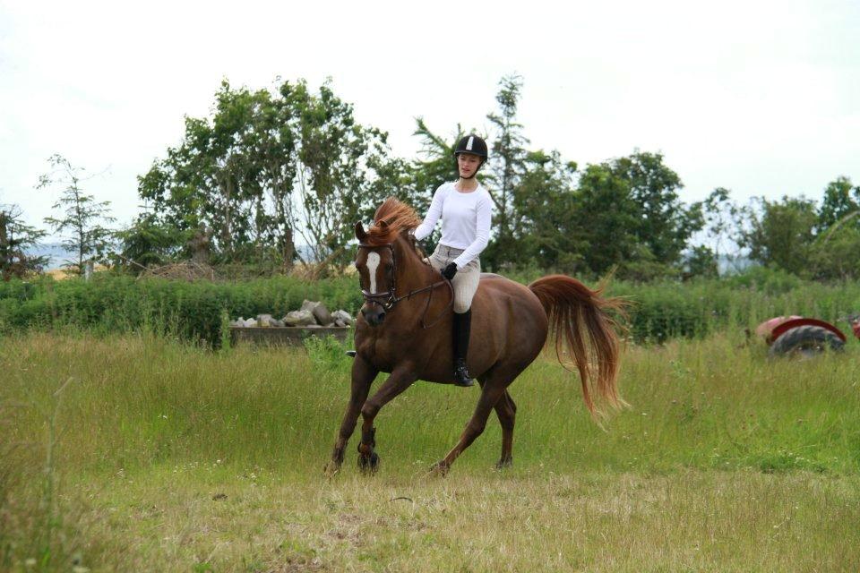 Arabisk fuldblod (OX) Marcon billede 10