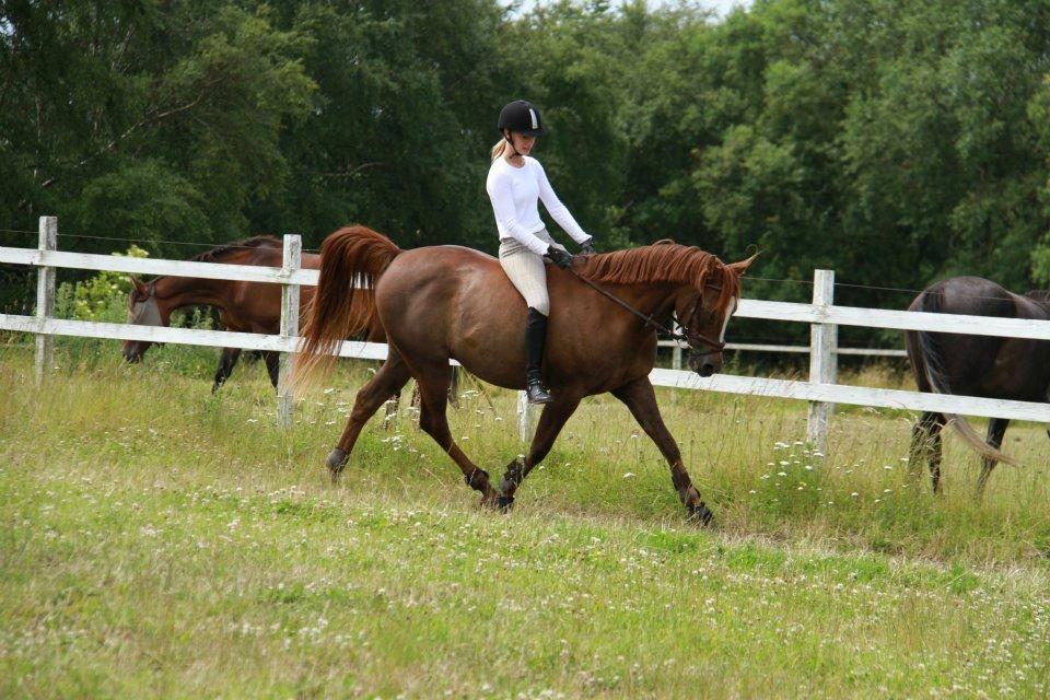 Arabisk fuldblod (OX) Marcon billede 11