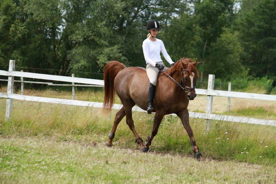 Arabisk fuldblod (OX) Marcon billede 12