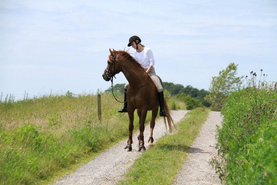 Arabisk fuldblod (OX) Marcon billede 13