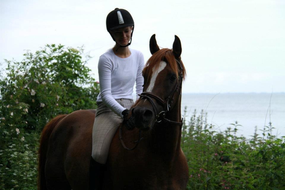 Arabisk fuldblod (OX) Marcon billede 14