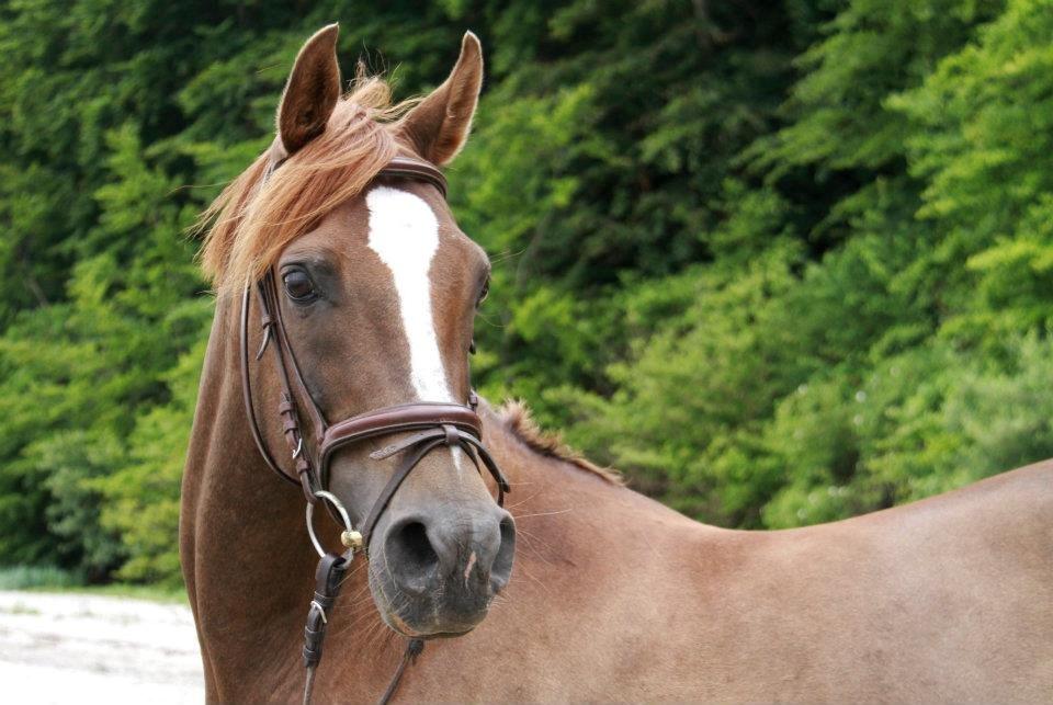 Arabisk fuldblod (OX) Marcon - Charme, selvtillid og lækkert hår! billede 1