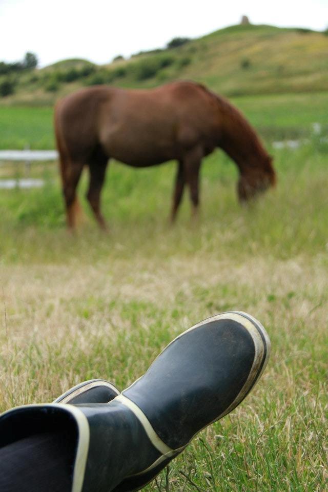 Arabisk fuldblod (OX) Marcon billede 15