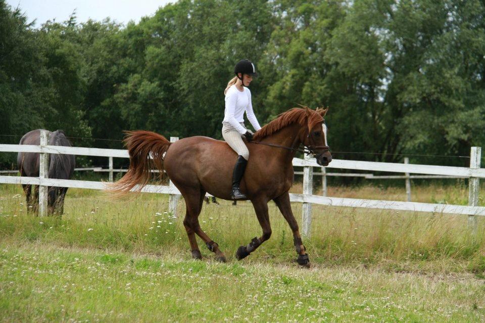 Arabisk fuldblod (OX) Marcon billede 16