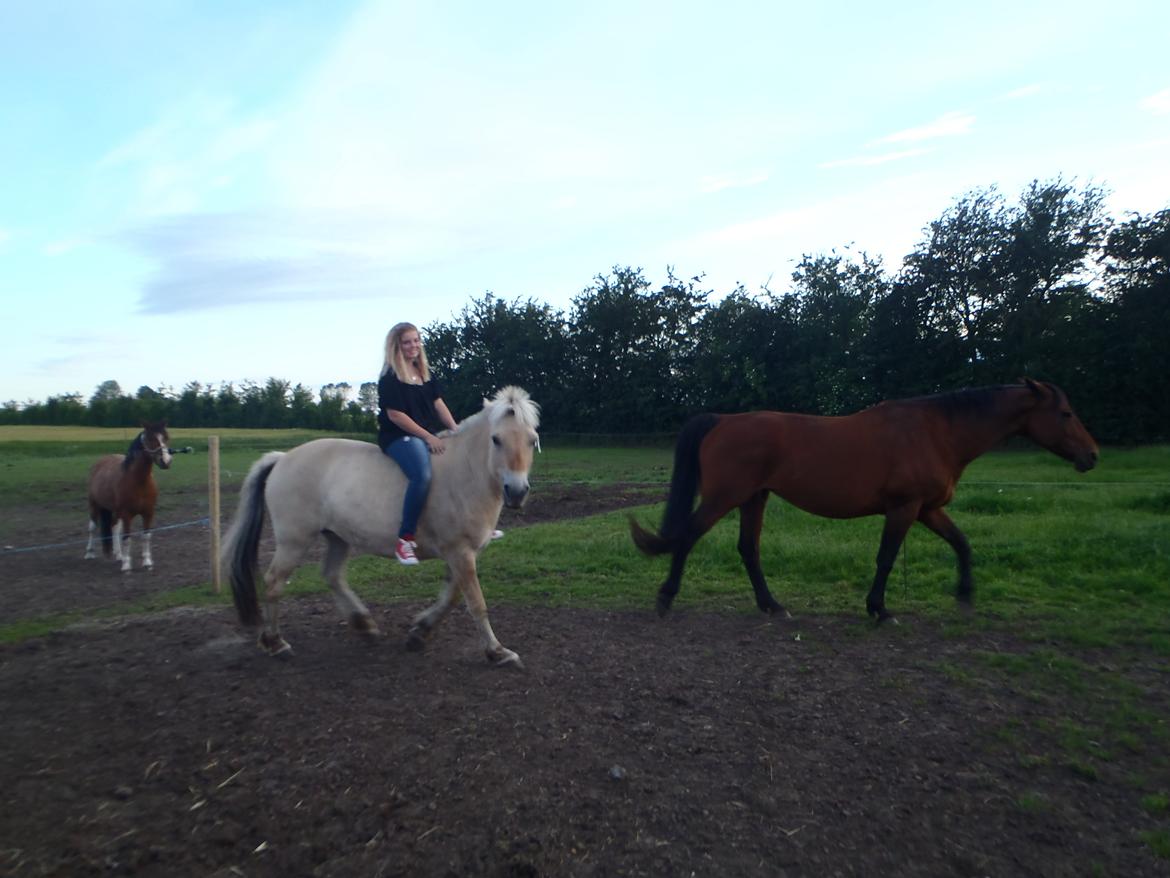 Fjordhest Jydegårdens Luna [himmelhest] - Luna kan ik li Flicka <3

3-7-12 billede 10