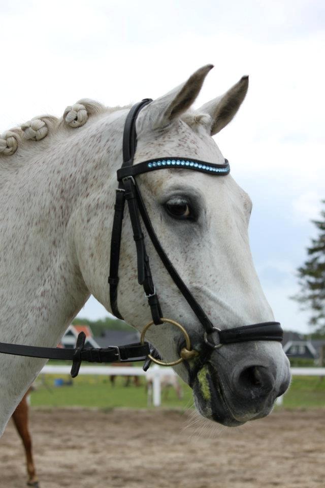 Anden særlig race Luka - velkommen til Lukas profil:) billede 1
