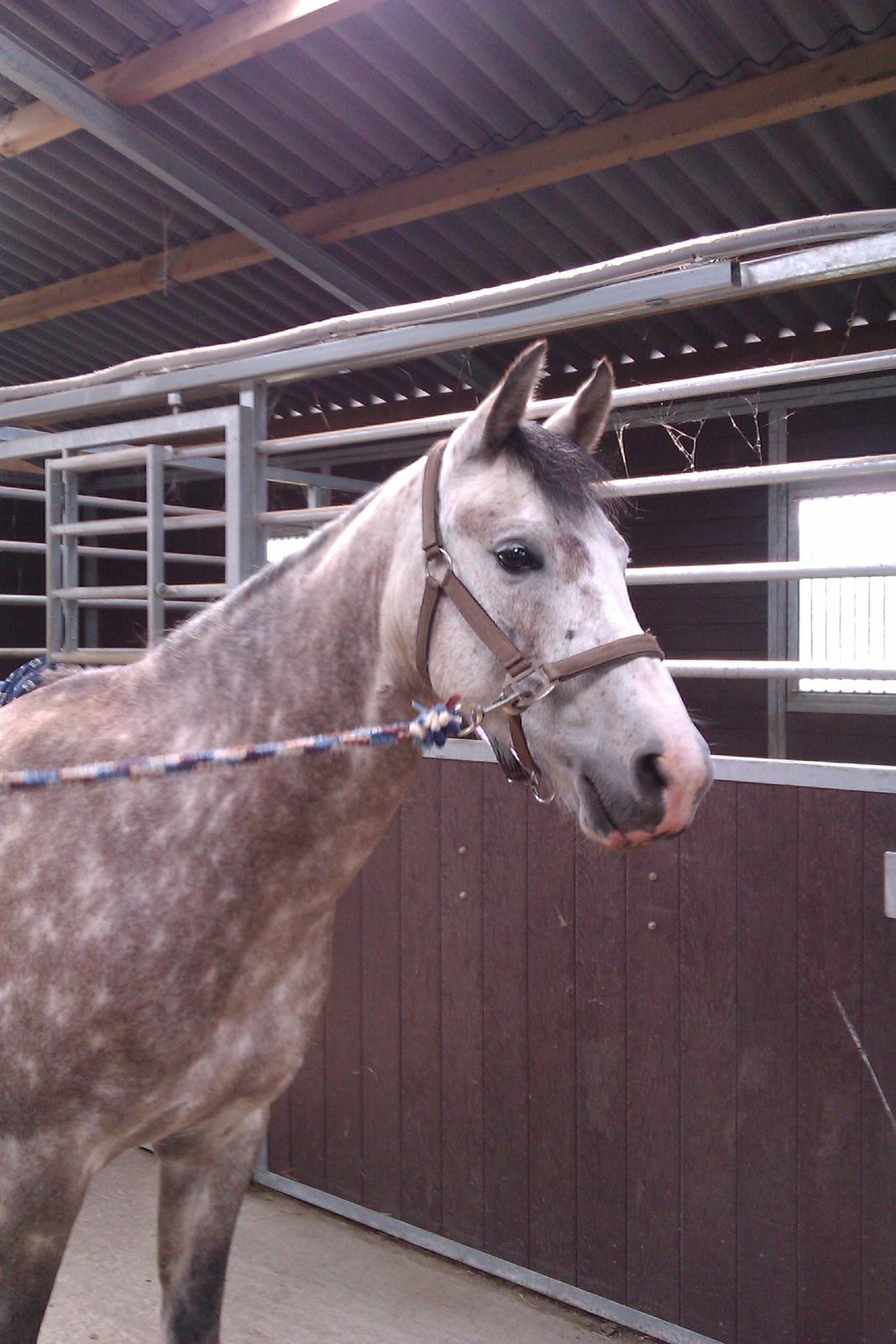 Arabisk fuldblod (OX) /New Forest Timberlake - Laksen på staldgangen;) Du så sød!;) billede 4