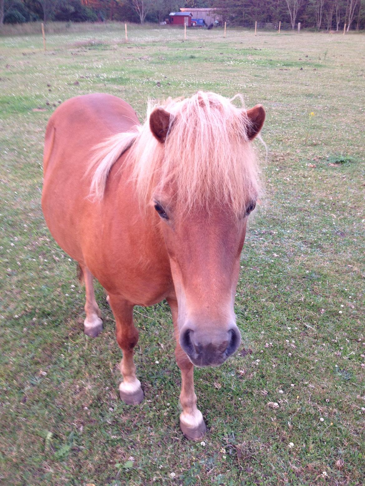 Anden særlig race Misty (min lillebror's) billede 12