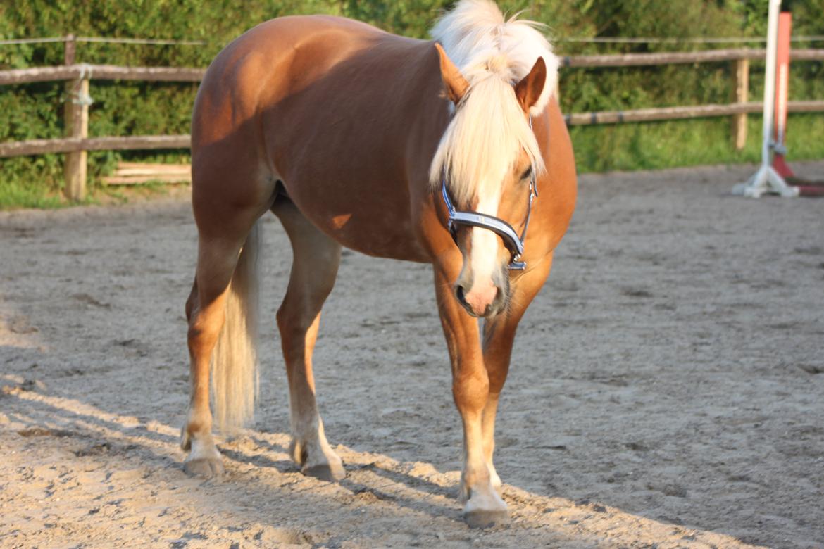 Haflinger Wincent billede 12