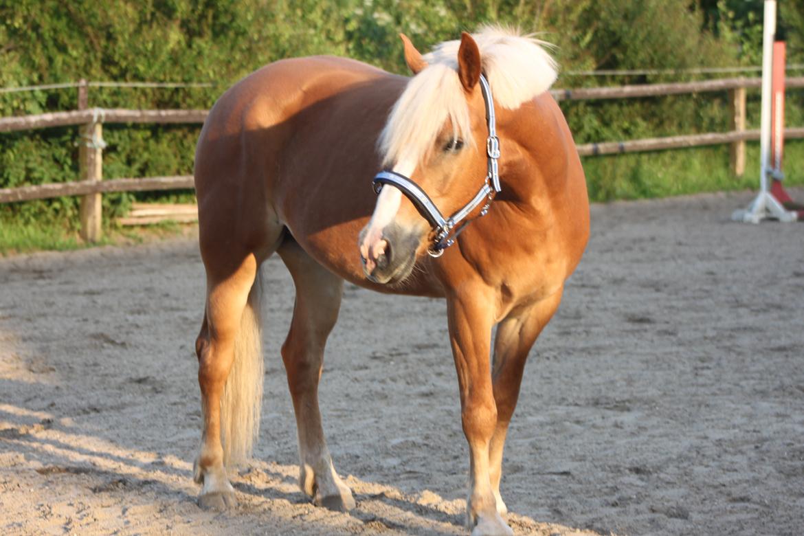 Haflinger Wincent billede 1