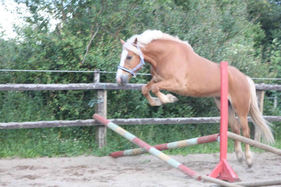Haflinger Wincent billede 13