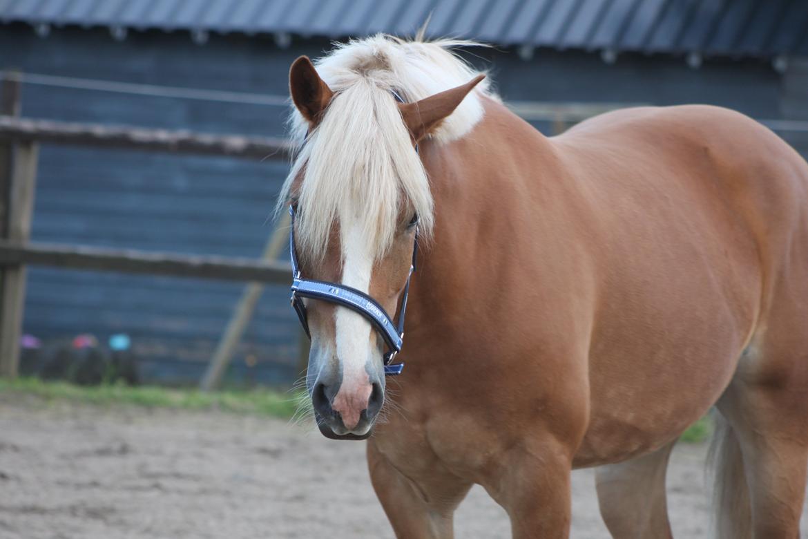 Haflinger Wincent billede 14
